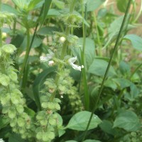 Ocimum americanum L.